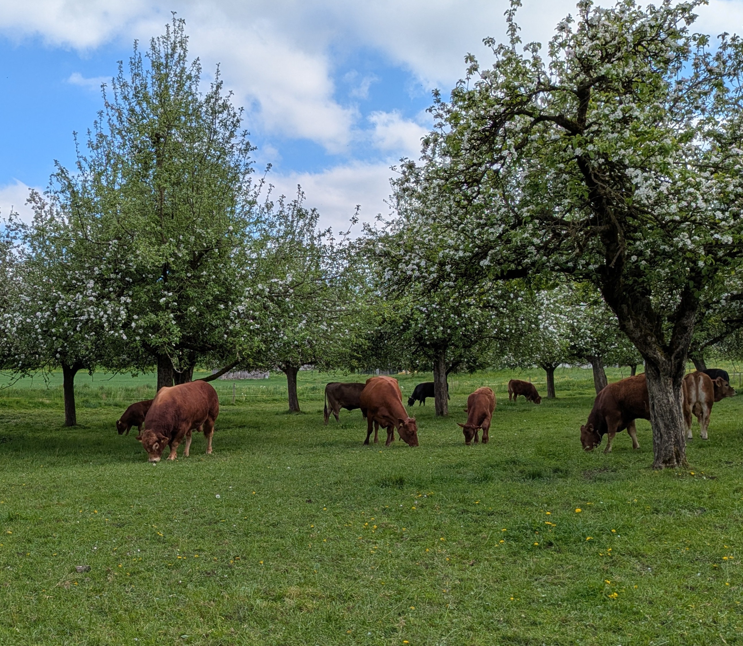 Kuh Weide Blüte