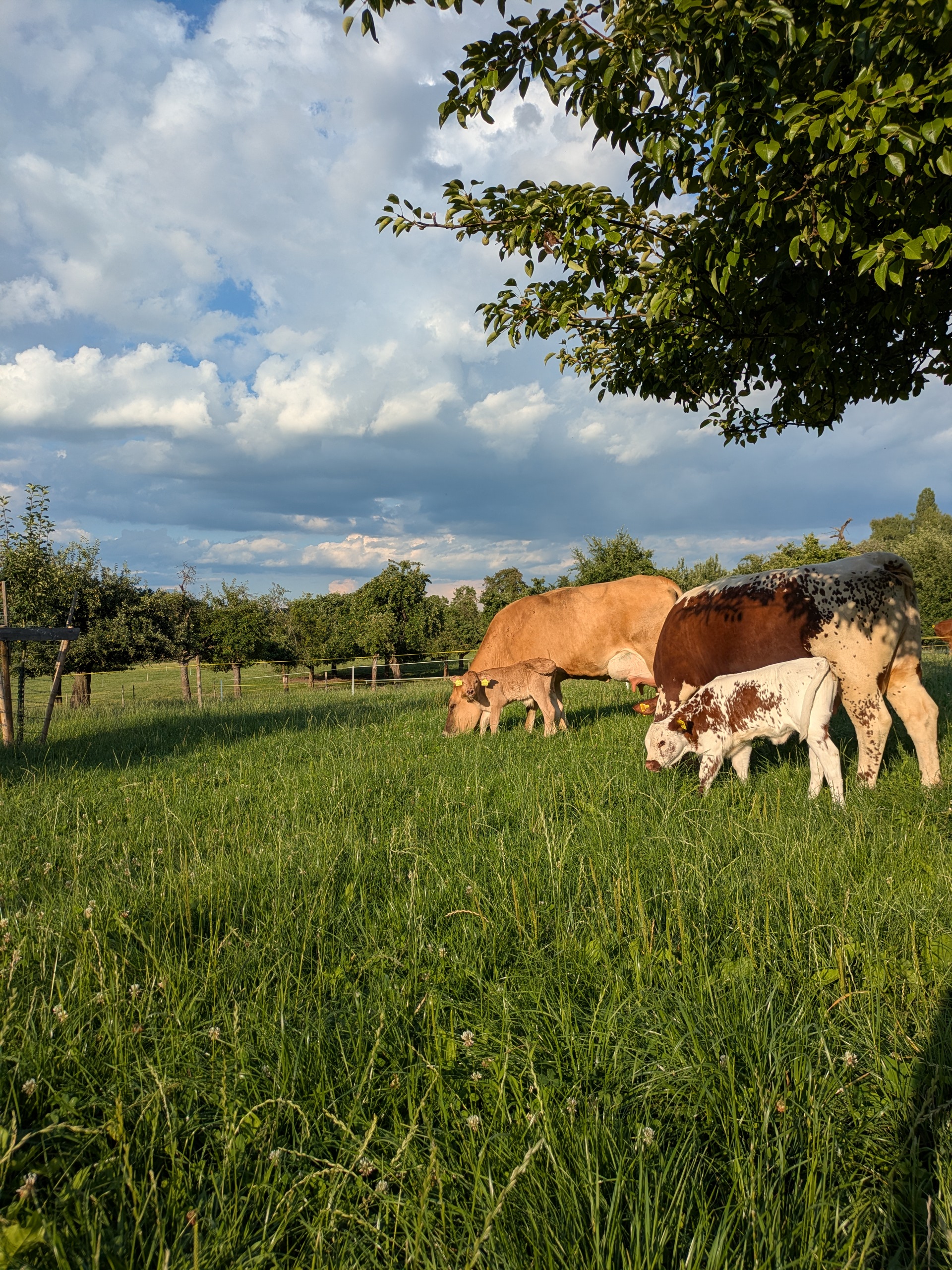 Kuh Kalb Weide